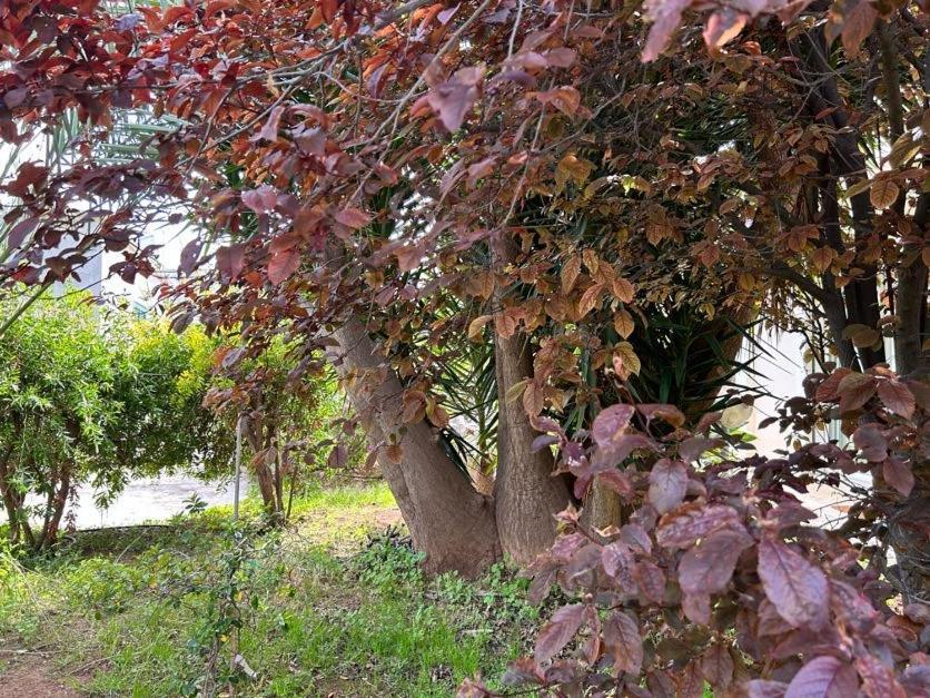Апартаменты Giardino A Mare Бари Экстерьер фото